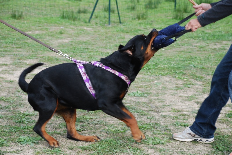 Chally de la Questeraie