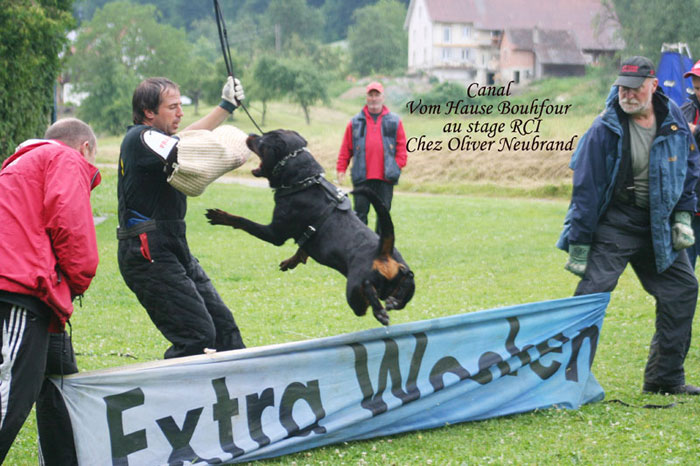 photos de Canal (papa des chiots)